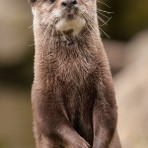 Battersea Park Children's Zoo