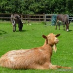 Hackney City Farm