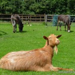 Hackney City Farm